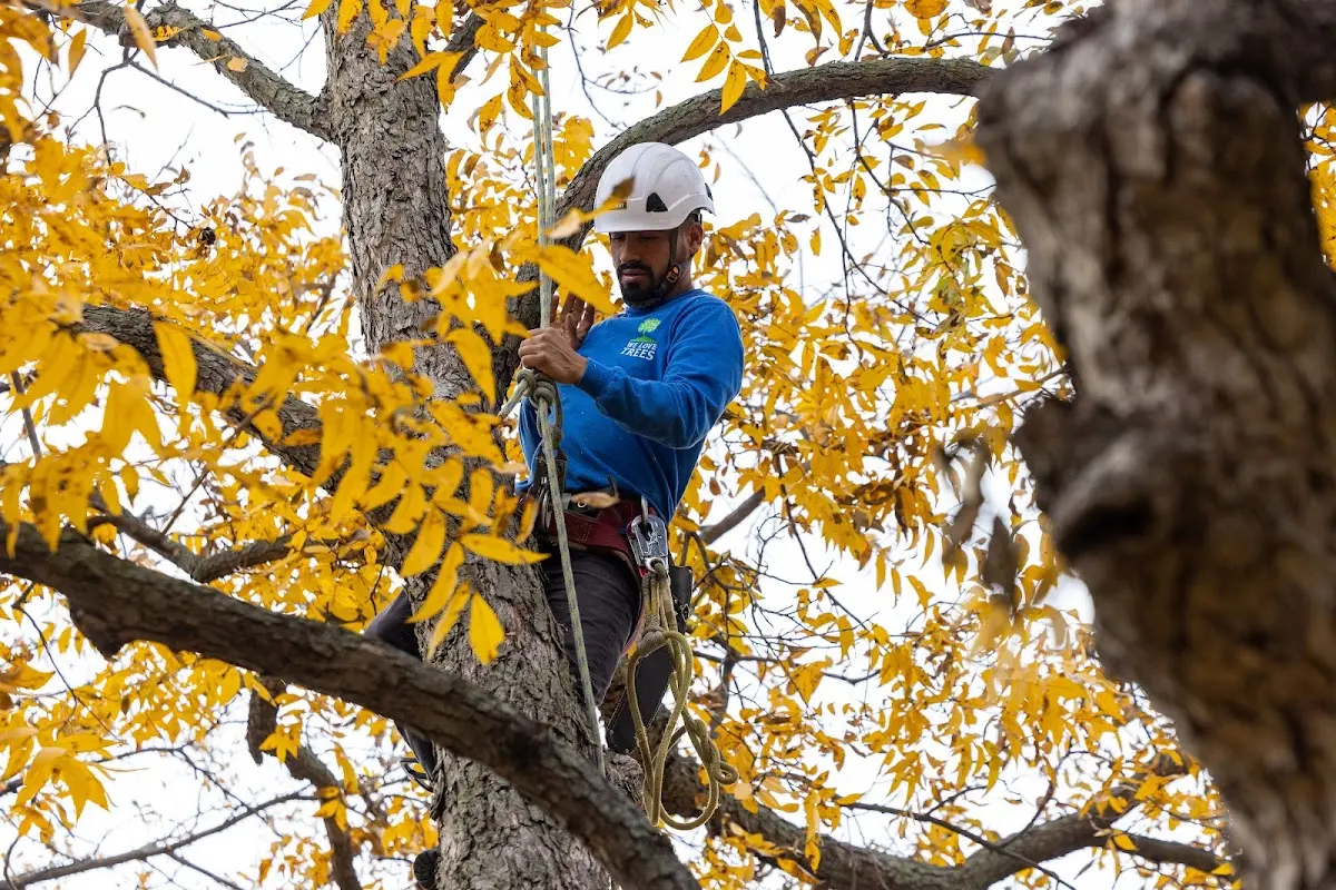 Skilled Tree Trimming crew working in Sellersville
